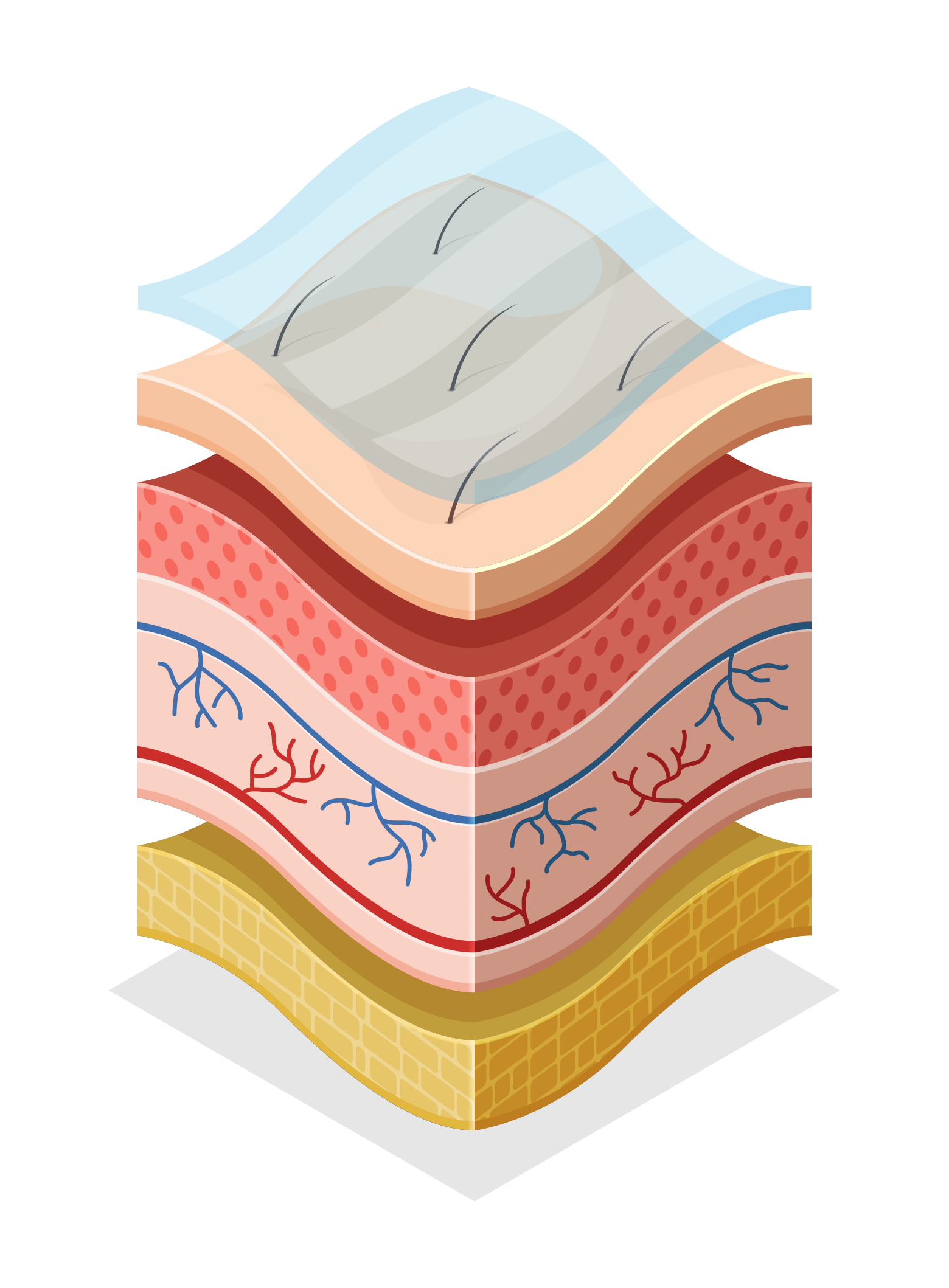 Isometric cross-section illustration of skin layers targeted by HALO TRIBRID